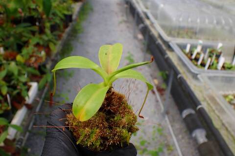 J177 5-1 N. ventricosa madja-as x rajah #NNN