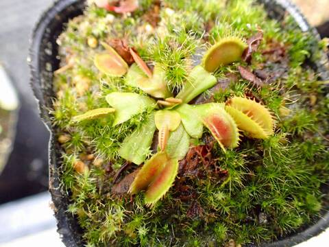 Y's Exotics （山田食虫植物農園）