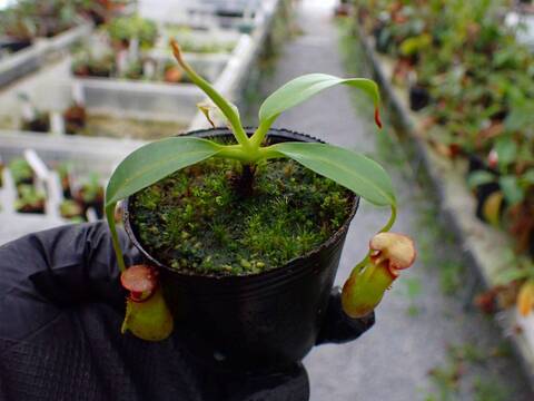 R192 5-1 N. bicalcarata Y's Lab