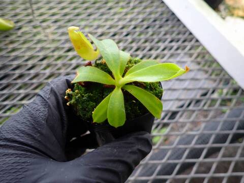 G188 3-2 [YA-10] N. veitchii Bario (very big pitcher) x veitchii Bario (stripe peristome) Y's Lab