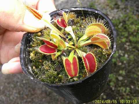 Dionaea ｍuscipula（ディオネア/ハエトリソウ）の商品一覧 | Y's Exotics （山田食虫植物農園）