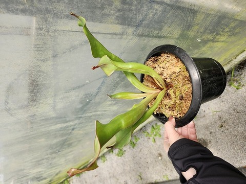 ホヤ　フンギー大株 園芸ネット本店｜ホヤ：フンギー 3号 の通販【公式】