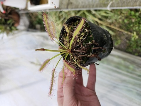 P863 4-2 D. capensis broad leaf Y's
