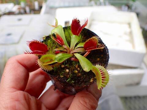 商品一覧 - Y's Exotics （山田食虫植物農園）