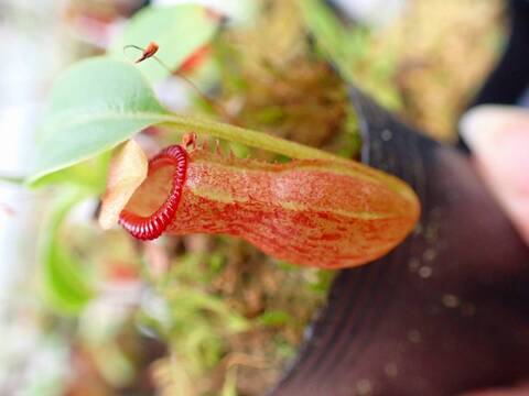 商品一覧 - Y's Exotics （山田食虫植物農園）