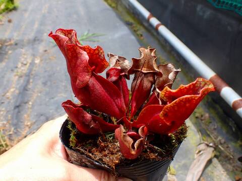 商品一覧 - Y's Exotics （山田食虫植物農園）