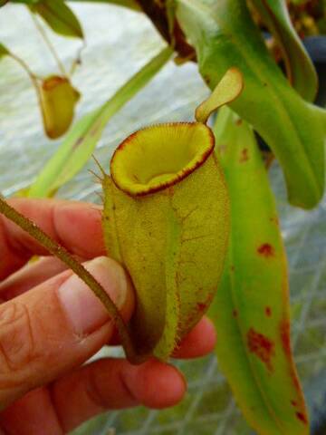 Nepenthes（ネペンテス/ウツボカズラ）の商品一覧 | Y's Exotics （山田食虫植物農園）