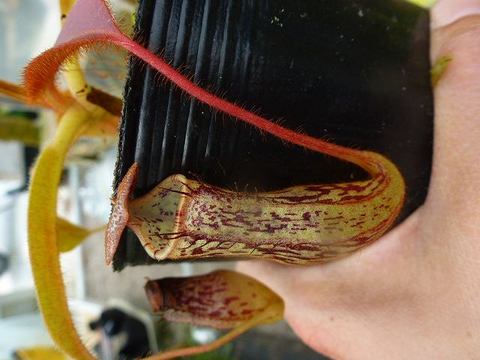 Nepenthes（ネペンテス/ウツボカズラ）の商品一覧 | Y's Exotics （山田食虫植物農園）