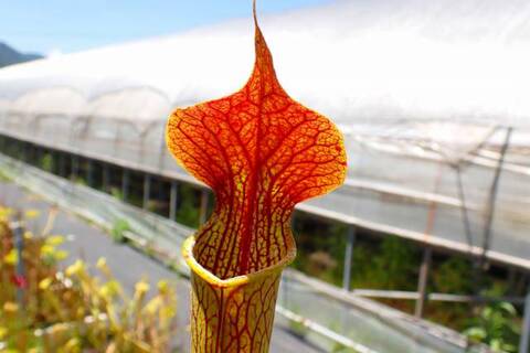 Sarracenia（サラセニア）の商品一覧 | Y's Exotics （山田食虫