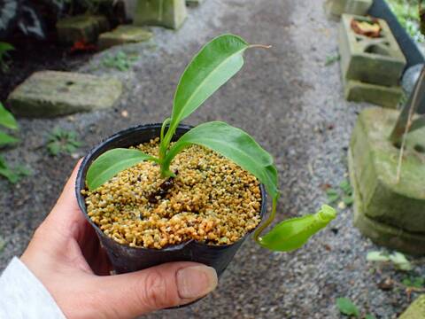 商品一覧 - Y's Exotics （山田食虫植物農園）