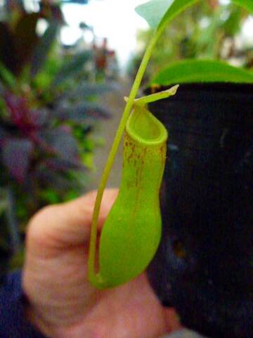 Nepenthes（ネペンテス/ウツボカズラ）の商品一覧 | Y's Exotics （山田食虫植物農園）