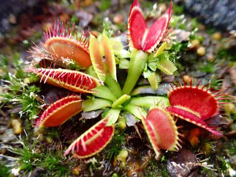 商品一覧 - Y's Exotics （山田食虫植物農園）