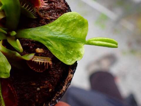 Y270 5-1 Dionaea muscipula 鈴木系 original
