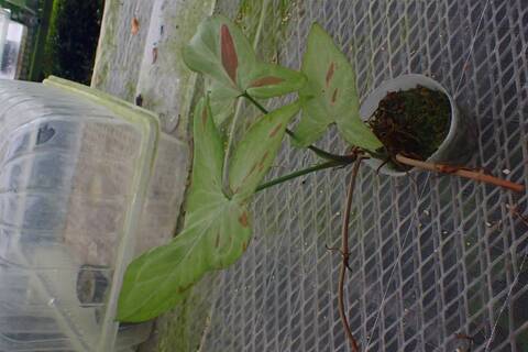 G555 3-1 Syngonium podophyllum `Pink Spot' 台湾