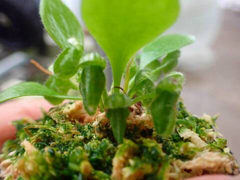 商品一覧 - Y's Exotics （山田食虫植物農園）