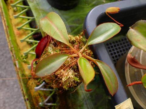 商品一覧 - Y's Exotics （山田食虫植物農園）