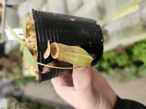 ネペンテス七種セット(宅急便発送) Nepenthes（ネペンテス/ウツボカズラ）の商品一覧 | Y's Exotics