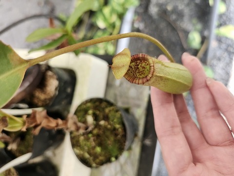Nepenthes Hybrids（ネペンテス交配種）の商品一覧 | Y's Exotics