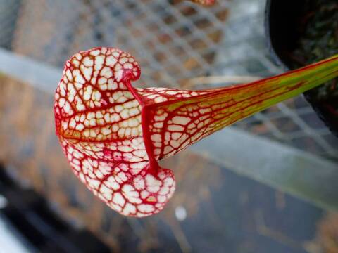 商品一覧 - Y's Exotics （山田食虫植物農園）