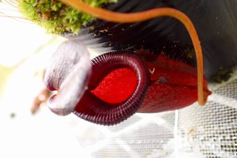Nepenthes（ネペンテス/ウツボカズラ）の商品一覧 | Y's Exotics