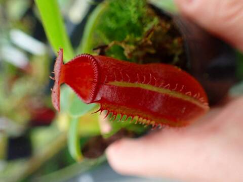 食虫植物N. xtrusmadensis AW clone:3 3_000000003576.jpg?1712391180