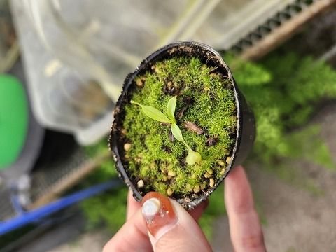 商品一覧 - Y's Exotics （山田食虫植物農園）