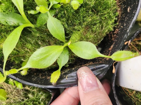 商品一覧 - Y's Exotics （山田食虫植物農園）