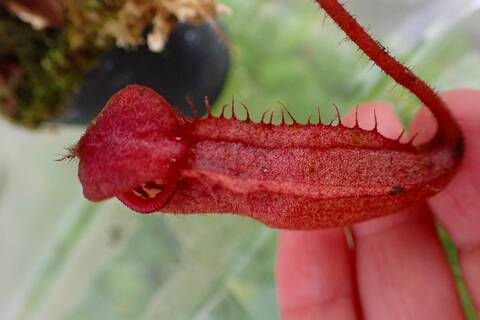 Y's Exotics （山田食虫植物農園）