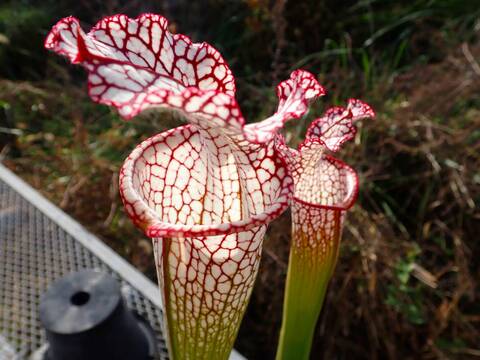 商品一覧 - Y's Exotics （山田食虫植物農園）