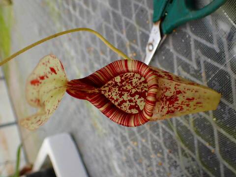 Y's Exotics （山田食虫植物農園）