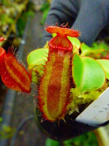 Nepenthes（ネペンテス/ウツボカズラ）の商品一覧 | Y's Exotics （山田食虫植物農園）