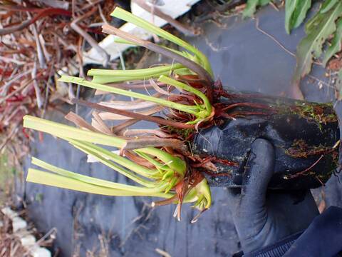 商品一覧 - Y's Exotics （山田食虫植物農園）
