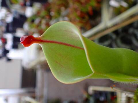 商品一覧 - Y's Exotics （山田食虫植物農園）