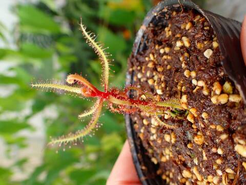 商品一覧 - Y's Exotics （山田食虫植物農園）