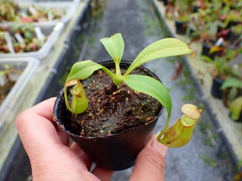 商品一覧 - Y's Exotics （山田食虫植物農園）