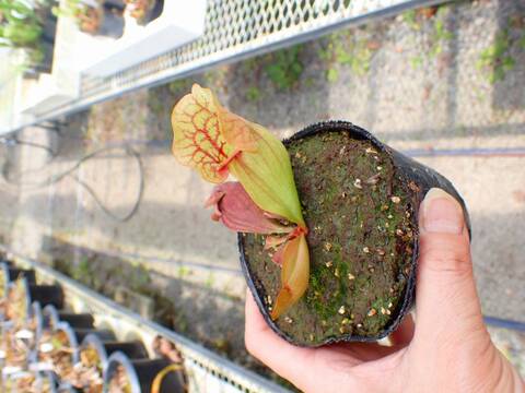 商品一覧 - Y's Exotics （山田食虫植物農園）