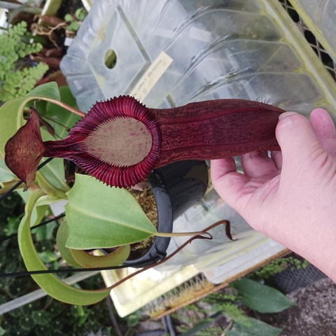 食虫植物N. xtrusmadensis AW clone:1 Nepenthes x trusmadiensis clone 1 #1 / N.hamata #3 / N.dubia #1