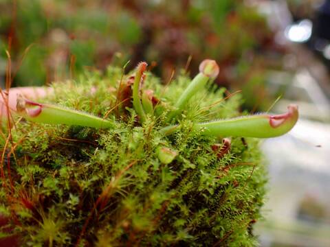 商品一覧 - Y's Exotics （山田食虫植物農園）