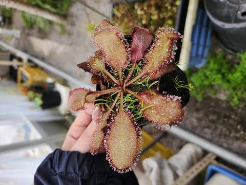 商品一覧 - Y's Exotics （山田食虫植物農園）