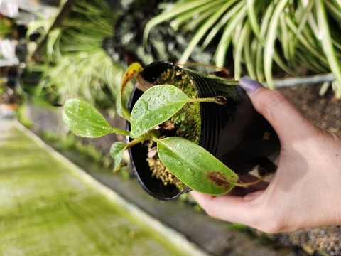 E175 1-1 N. xkinabaluensis