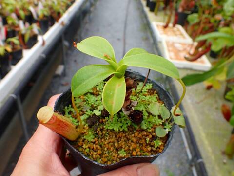 商品一覧 - Y's Exotics （山田食虫植物農園）