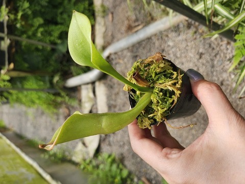 商品一覧 - Y's Exotics （山田食虫植物農園）