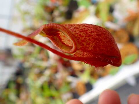 Y685 5-3 N. gantungensis {clone 2, Mount Gantung, Palawan, Philippines} [BCP ID# N1067-02]