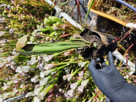 【現品】【超希少品種】プヤ・ベルテロニアナ　7号　u-33 現品】【超希少品種】プヤ・ベルテロニアナ(Puya berteroniana