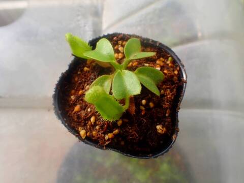 ヒカゲノカズラ　　kukkakori*様 81Rf68t0iBL._AC_UF350,