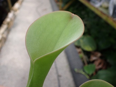 商品一覧 - Y's Exotics （山田食虫植物農園）