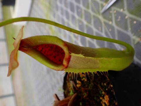 商品一覧 - Y's Exotics （山田食虫植物農園）