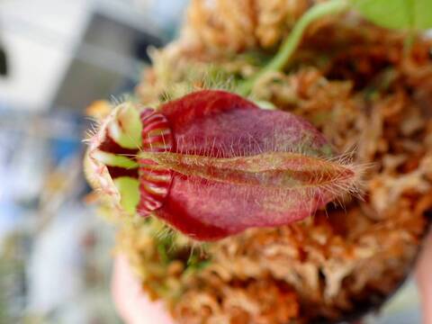 セファロタスエラーCephalotusfollicularis Error/GJ d1063a14d73d5fb2b8e693bf09846b