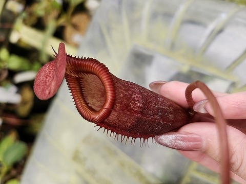 特別販売ページ！現品写真付！の商品一覧 | Y's Exotics （山田