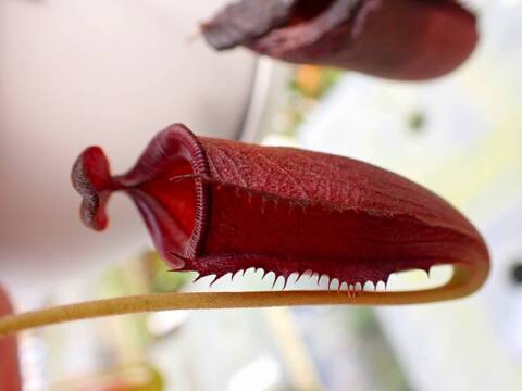 商品一覧 - Y's Exotics （山田食虫植物農園）